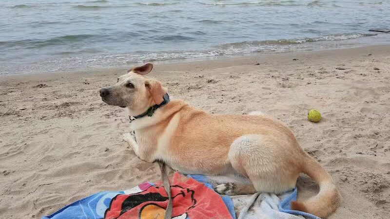 East Harbor State Park Dog Friendly Beach - Lakeside Marblehead, OH