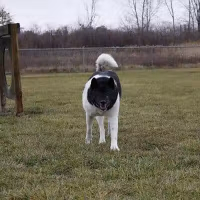 Old Field Beach Dog park - Lakeview, OH