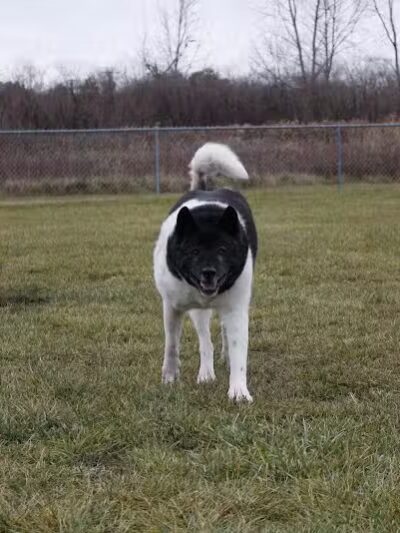 Old Field Beach Dog park - Lakeview, OH