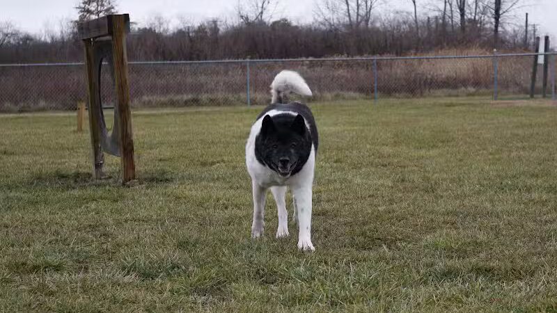 Old Field Beach Dog park - Lakeview, OH
