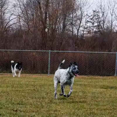 Old Field Beach Dog park - Lakeview, OH