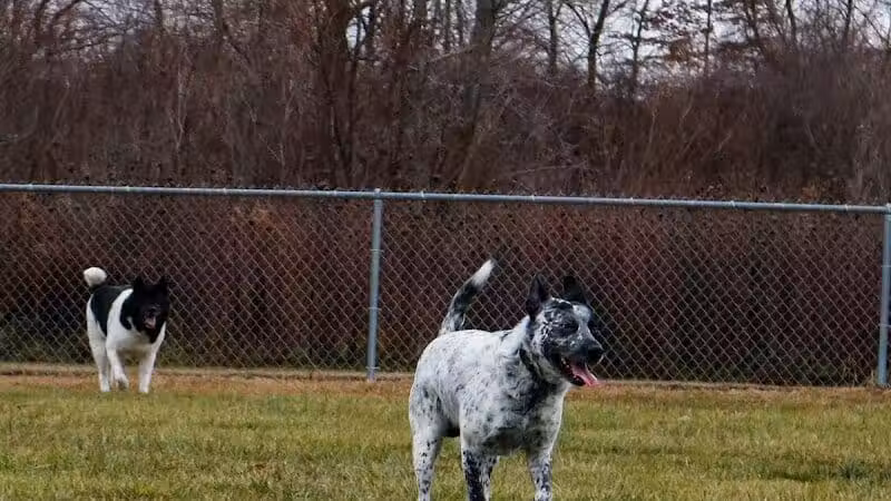 Old Field Beach Dog park - Lakeview, OH