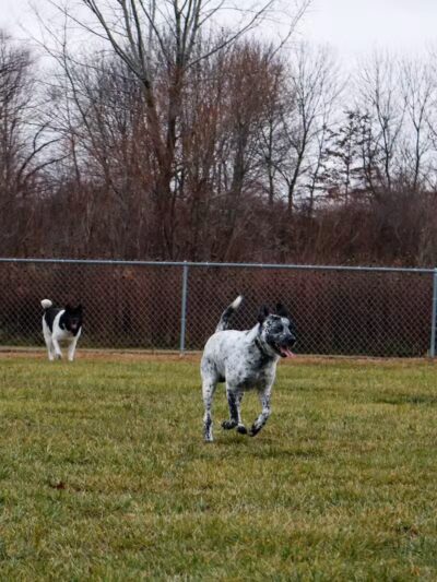Old Field Beach Dog park - Lakeview, OH