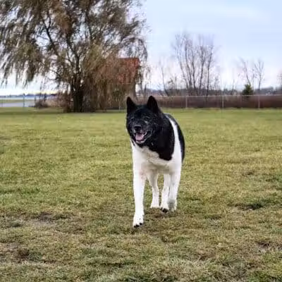 Old Field Beach Dog park - Lakeview, OH