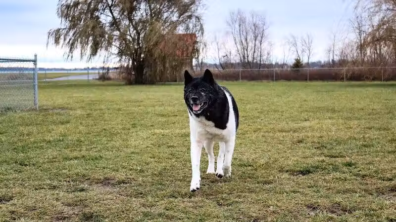 Old Field Beach Dog park - Lakeview, OH
