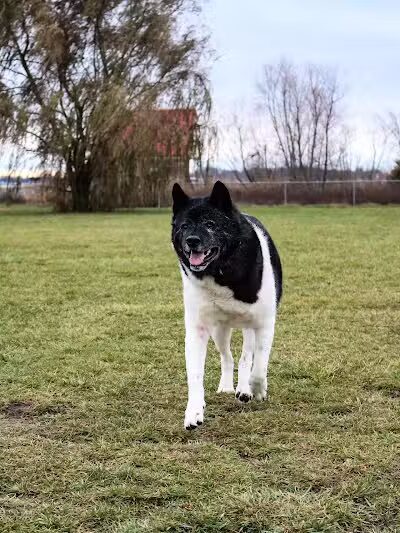 Old Field Beach Dog park - Lakeview, OH