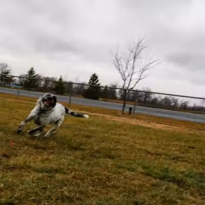 Old Field Beach Dog park - Lakeview, OH