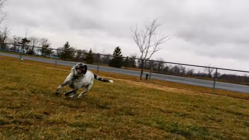 Old Field Beach Dog park - Lakeview, OH