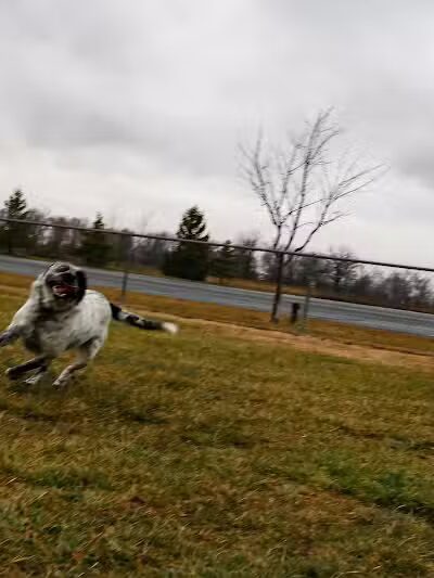 Old Field Beach Dog park - Lakeview, OH