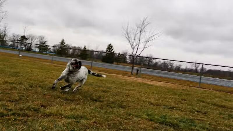 Old Field Beach Dog park - Lakeview, OH