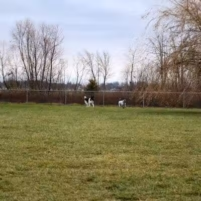 Old Field Beach Dog park - Lakeview, OH