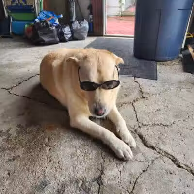 Old Field Beach Dog park - Lakeview, OH