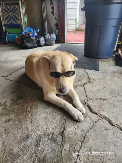 Old Field Beach Dog park - Lakeview, OH