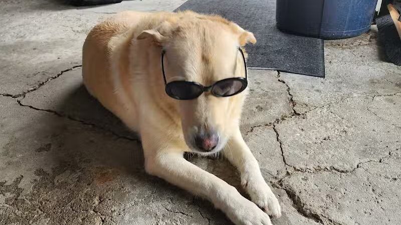 Old Field Beach Dog park - Lakeview, OH