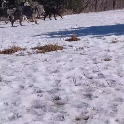 Ritter Farm Dog Park - Lakeville, MN