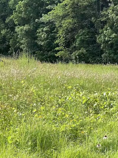 Ritter Farm Dog Park - Lakeville, MN