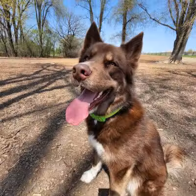 Ritter Farm Dog Park - Lakeville, MN