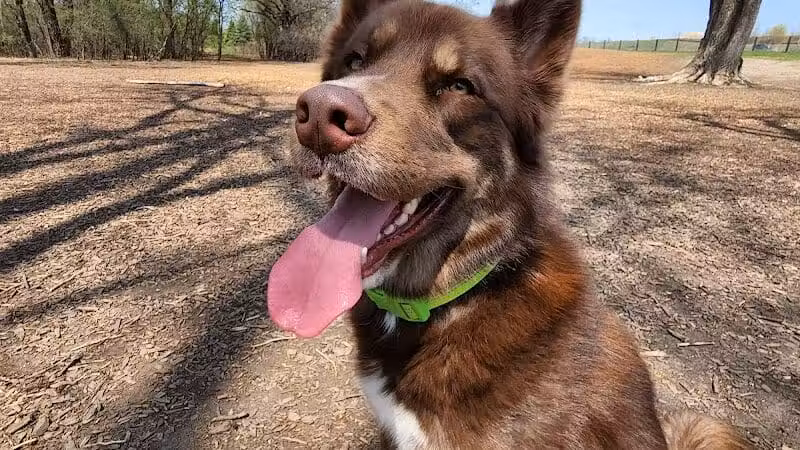 Ritter Farm Dog Park - Lakeville, MN