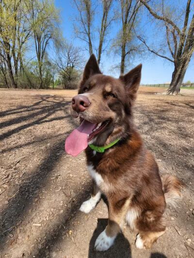 Ritter Farm Dog Park - Lakeville, MN