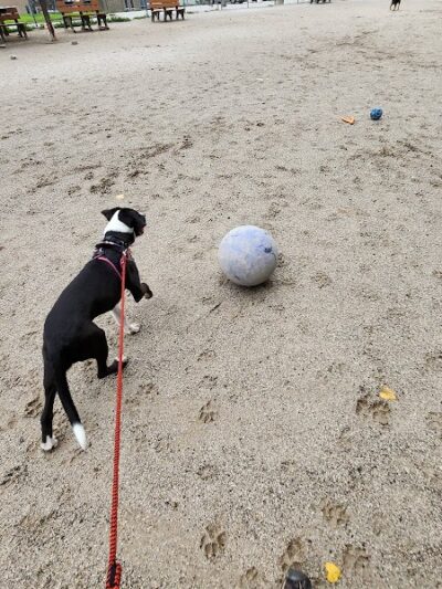 Lakewood Dog Park - Lakewood, OH