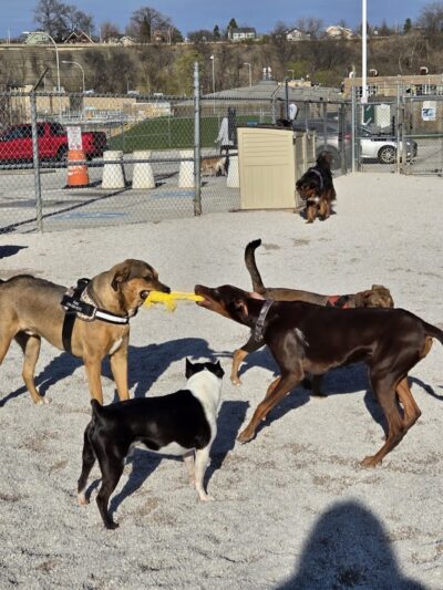 Lakewood Dog Park - Lakewood, OH