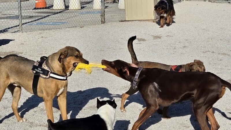 Lakewood Dog Park - Lakewood, OH