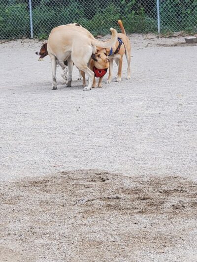 Lakewood Dog Park - Lakewood, OH