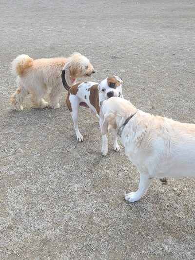 Lakewood Dog Park - Lakewood, OH