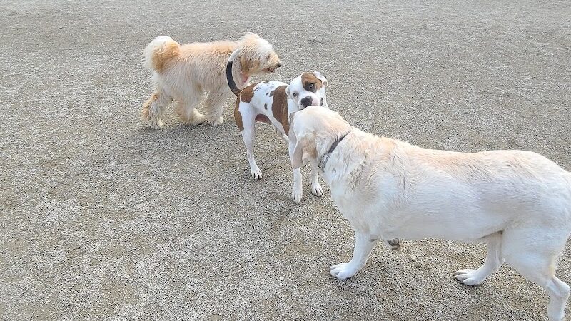 Lakewood Dog Park - Lakewood, OH