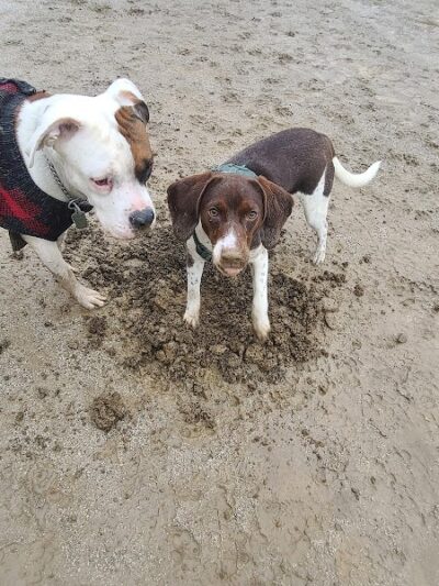 Lakewood Dog Park - Lakewood, OH