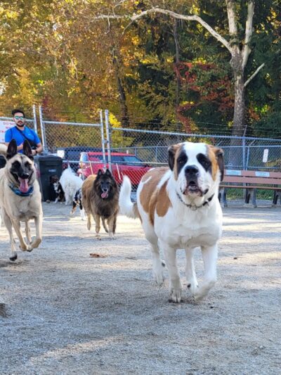 Lakewood Dog Park - Lakewood, OH