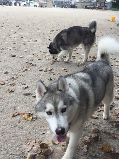 Lakewood Dog Park - Lakewood, OH