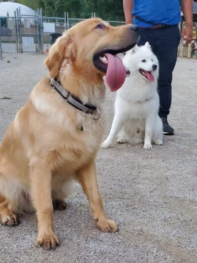 Lakewood Dog Park - Lakewood, OH