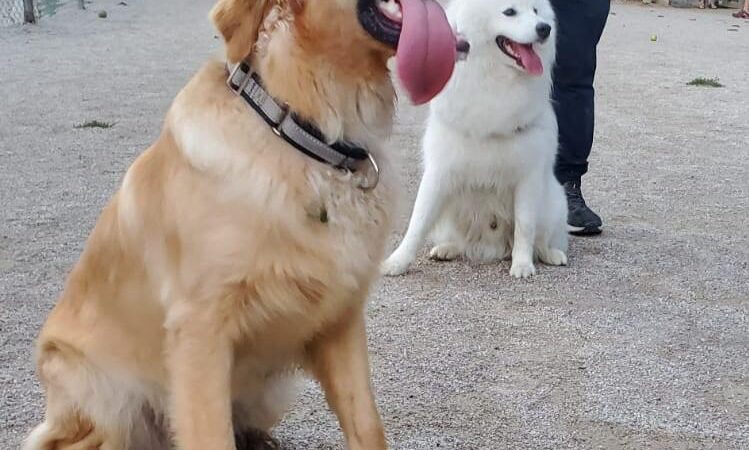 Lakewood Dog Park - Lakewood, OH