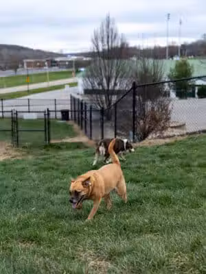 Fairfield Area Humane Society Public Dog Park - Lancaster, OH