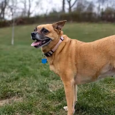 Fairfield Area Humane Society Public Dog Park - Lancaster, OH