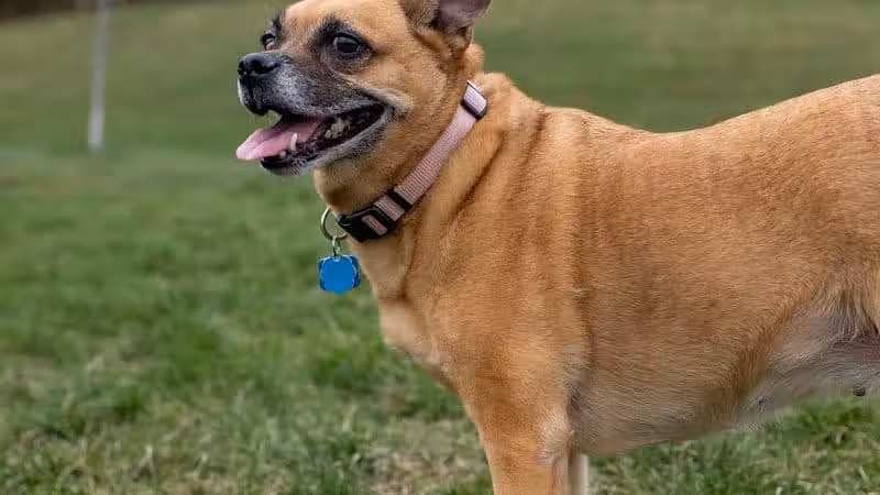 Fairfield Area Humane Society Public Dog Park - Lancaster, OH