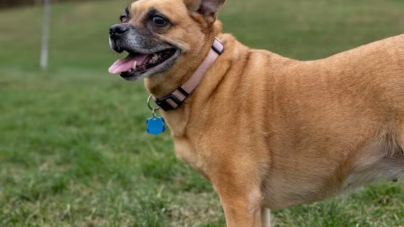 Fairfield Area Humane Society Public Dog Park - Lancaster, OH