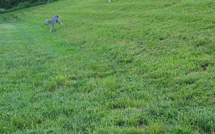 Fairfield Area Humane Society Public Dog Park - Lancaster, OH