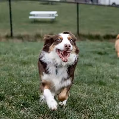 Fairfield Area Humane Society Public Dog Park - Lancaster, OH