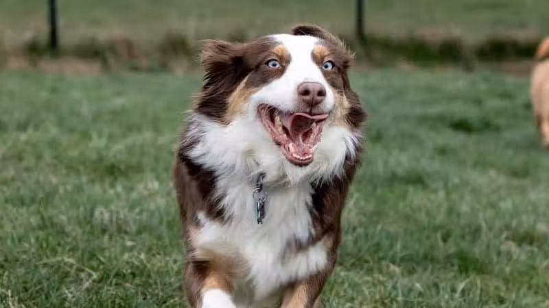 Fairfield Area Humane Society Public Dog Park - Lancaster, OH
