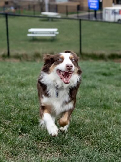 Fairfield Area Humane Society Public Dog Park - Lancaster, OH