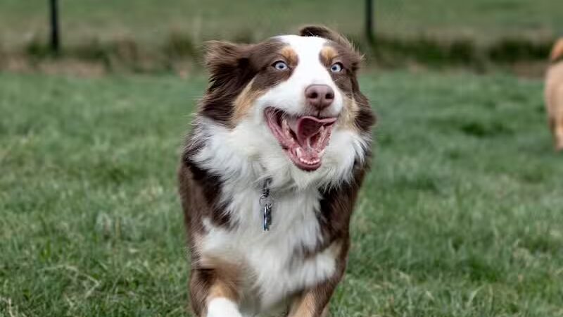 Fairfield Area Humane Society Public Dog Park - Lancaster, OH