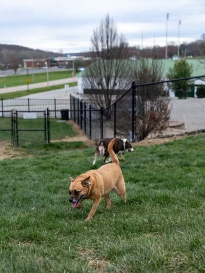 Fairfield Area Humane Society Public Dog Park - Lancaster, OH