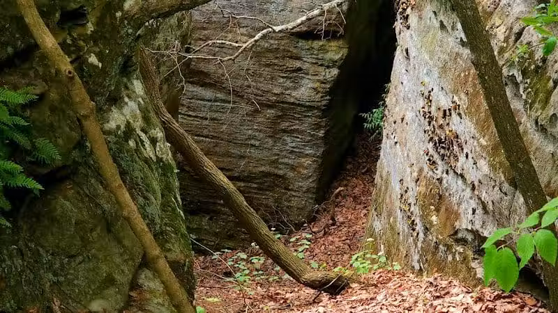 Rhododendron Cove State Nature Preserve - Lancaster, OH