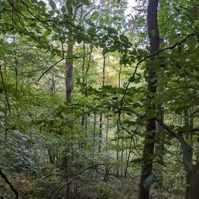 Rhododendron Cove State Nature Preserve - Lancaster, OH