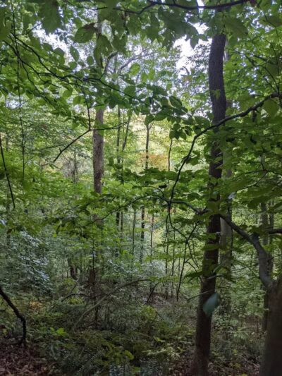 Rhododendron Cove State Nature Preserve - Lancaster, OH