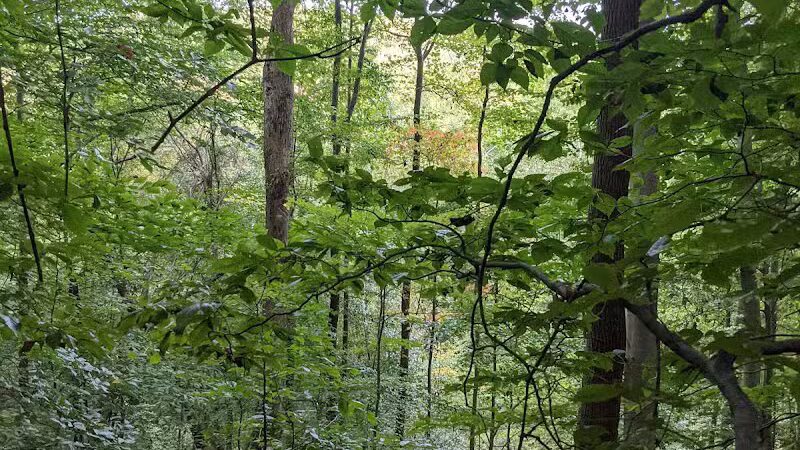 Rhododendron Cove State Nature Preserve - Lancaster, OH