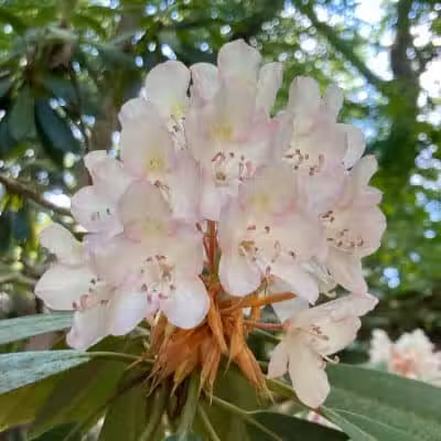 Rhododendron Cove State Nature Preserve - Lancaster, OH