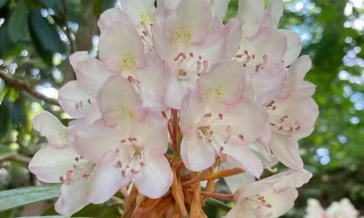 Rhododendron Cove State Nature Preserve - Lancaster, OH